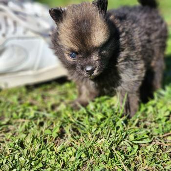 chiot Spitz allemand B Élevage du Royaume des P'tits Loups