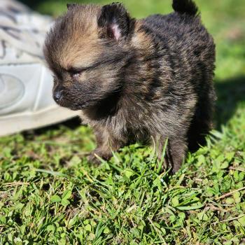 chiot Spitz allemand B Élevage du Royaume des P'tits Loups