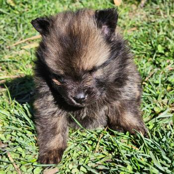 chiot Spitz allemand B Élevage du Royaume des P'tits Loups