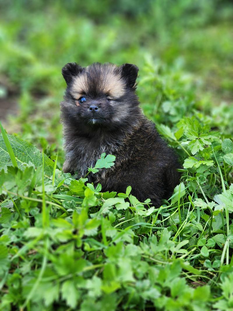 Bijou Femelle Spitz allemand