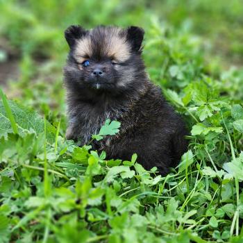 chiot Spitz allemand Bijou Élevage du Royaume des P'tits Loups