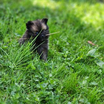 chiot Spitz allemand Bijou Élevage du Royaume des P'tits Loups