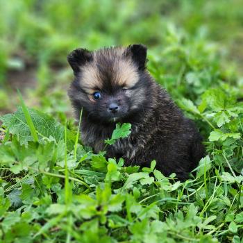 chiot Spitz allemand Bijou Élevage du Royaume des P'tits Loups