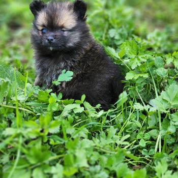 chiot Spitz allemand Bijou Élevage du Royaume des P'tits Loups