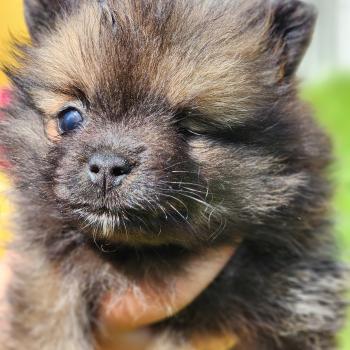 chiot Spitz allemand Bijou Élevage du Royaume des P'tits Loups