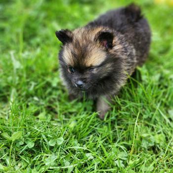 chiot Spitz allemand Bijou Élevage du Royaume des P'tits Loups