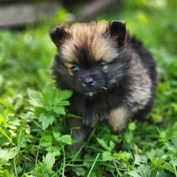 chiot Spitz allemand Bijou Élevage du Royaume des P'tits Loups