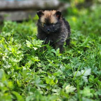chiot Spitz allemand Bijou Élevage du Royaume des P'tits Loups