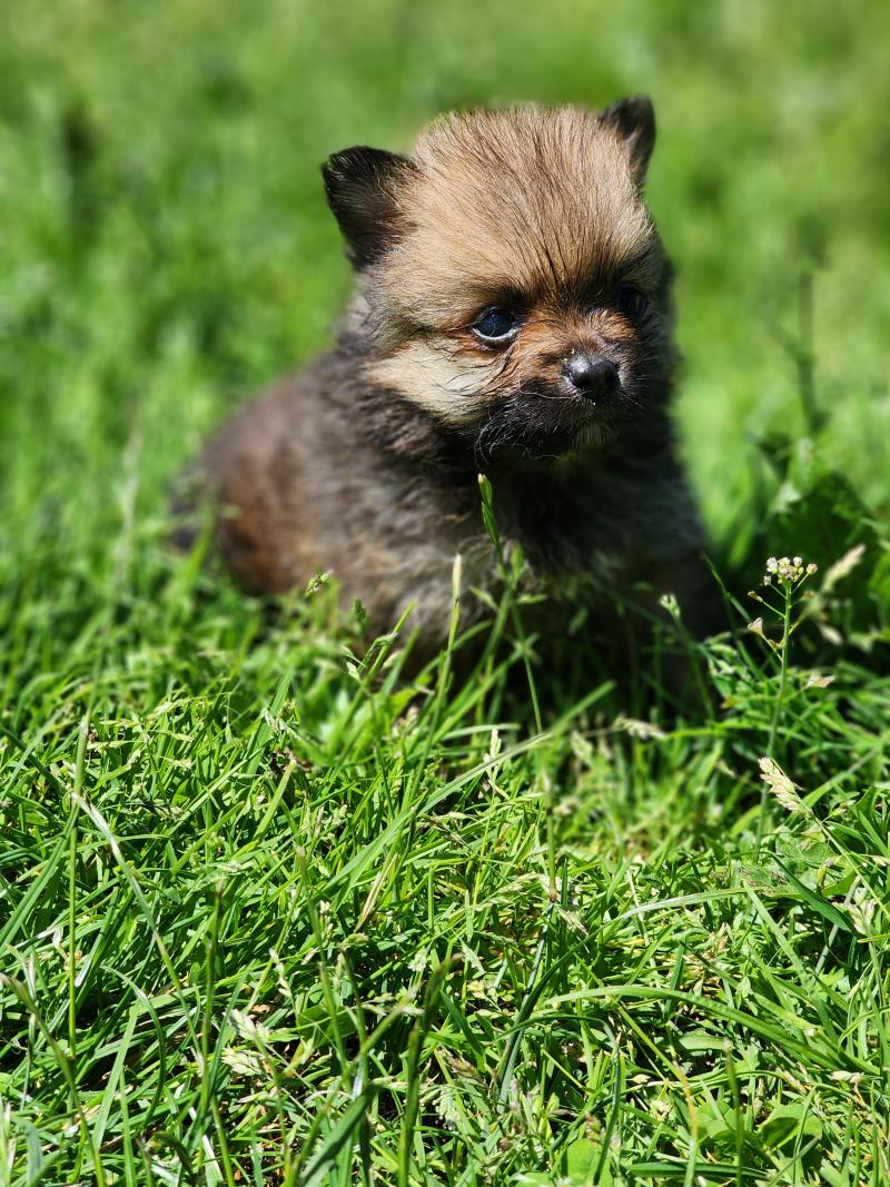 1er chiot (Portée Sisca (ancoride) ❤ Salto 2026) - Mâle  Mâle Spitz allemand