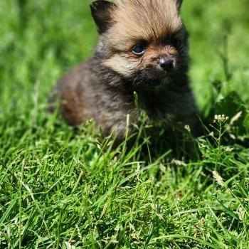 chiot Spitz allemand Élevage du Royaume des P'tits Loups