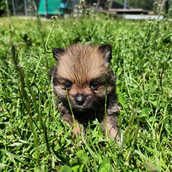 chiot Spitz allemand Élevage du Royaume des P'tits Loups