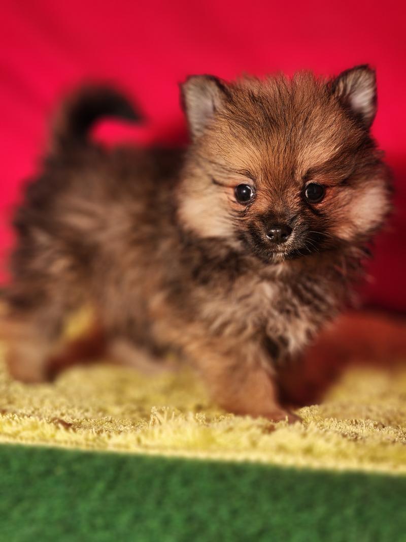 1er chiot (Portée Sisca (ancoride) ❤ Salto 2026) - Mâle  Mâle Spitz allemand