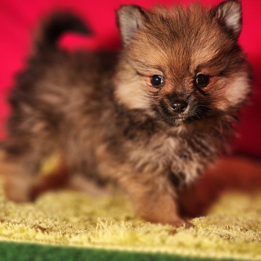 1er chiot (Portée Sisca (ancoride) ❤ Salto 2026) - Mâle  Mâle Spitz allemand