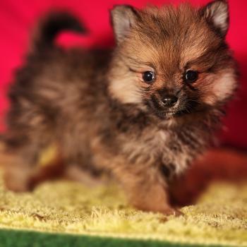chiot Spitz allemand Élevage du Royaume des P'tits Loups