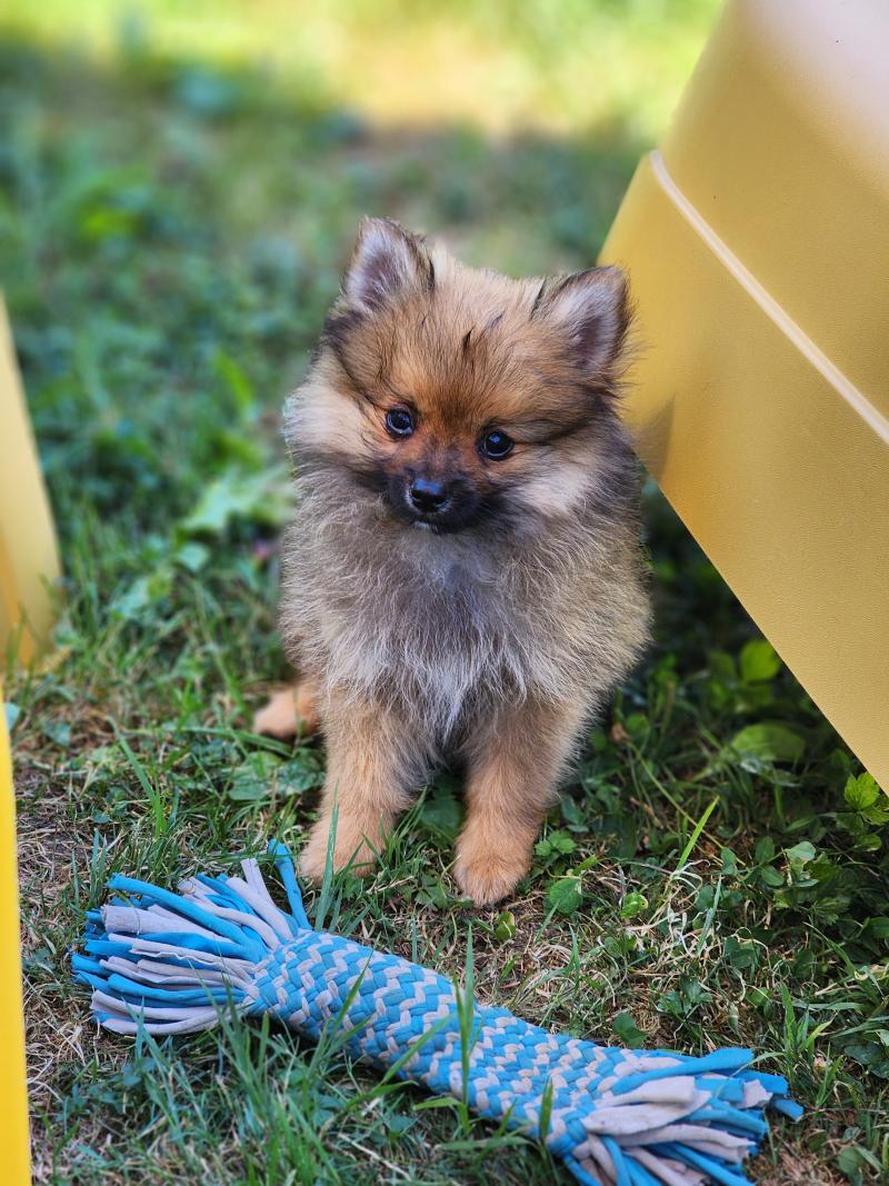 1er chiot (Portée Sisca (ancoride) ❤ Salto 2026) - Mâle  Mâle Spitz allemand