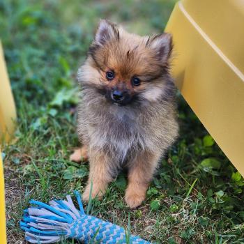 chiot Spitz allemand Élevage du Royaume des P'tits Loups
