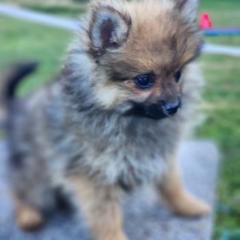chiot Spitz allemand Élevage du Royaume des P'tits Loups