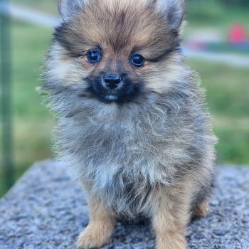 chiot Spitz allemand Élevage du Royaume des P'tits Loups