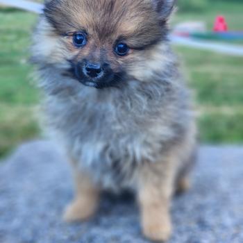 chiot Spitz allemand Élevage du Royaume des P'tits Loups