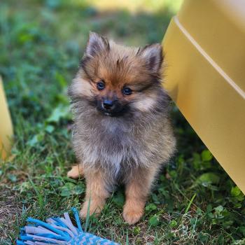 chiot Spitz allemand Élevage du Royaume des P'tits Loups