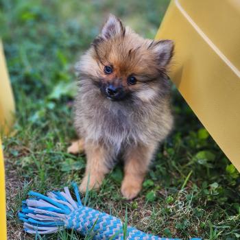 chiot Spitz allemand Élevage du Royaume des P'tits Loups