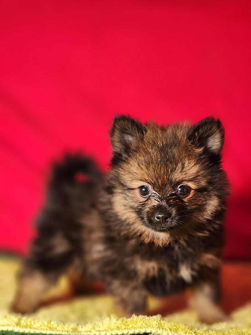 B (réserver mr Nicolas à Vif) Mâle Spitz allemand