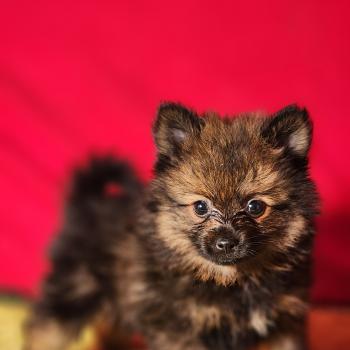 chiot Spitz allemand Élevage du Royaume des P'tits Loups