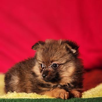 chiot Spitz allemand Élevage du Royaume des P'tits Loups