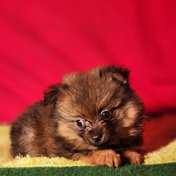 chiot Spitz allemand Élevage du Royaume des P'tits Loups