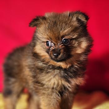 chiot Spitz allemand Élevage du Royaume des P'tits Loups
