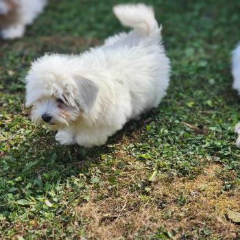 chiot Coton de tulear Élevage du Royaume des P'tits Loups