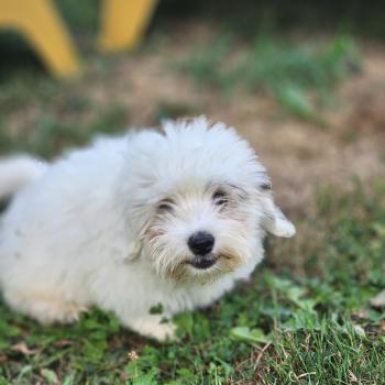 chiot Coton de tulear B Élevage du Royaume des P'tits Loups