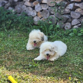 chiot Coton de tulear B Élevage du Royaume des P'tits Loups