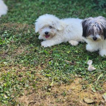 chiot Coton de tulear B Élevage du Royaume des P'tits Loups
