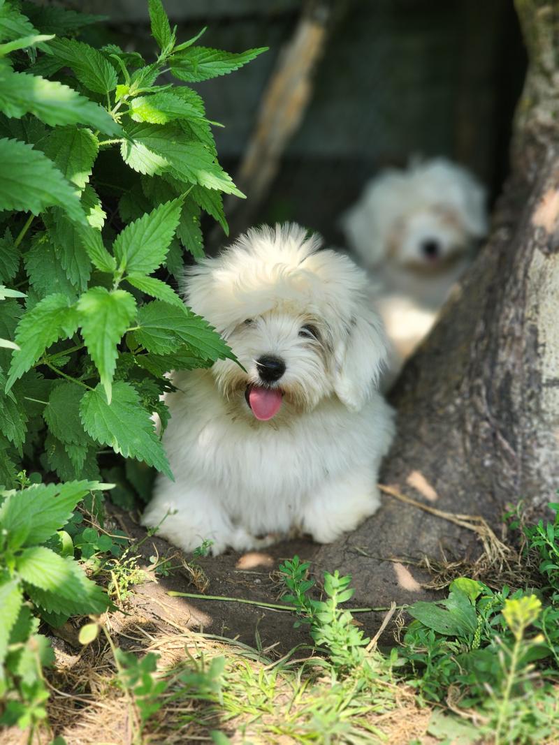 B Mâle Coton de tulear