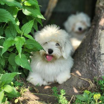 chiot Coton de tulear B Élevage du Royaume des P'tits Loups