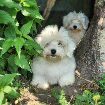 chiot Coton de tulear B Élevage du Royaume des P'tits Loups