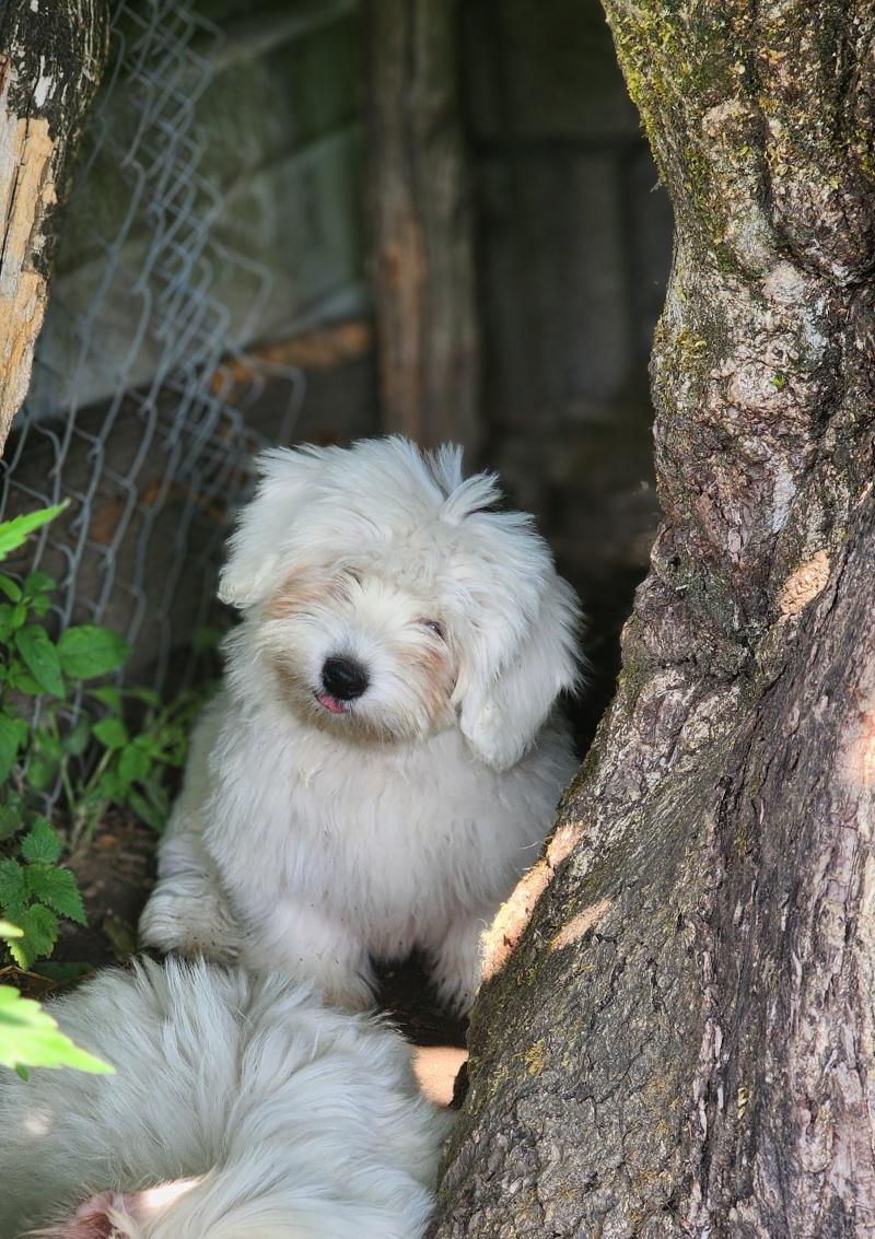 B Femelle Coton de tulear