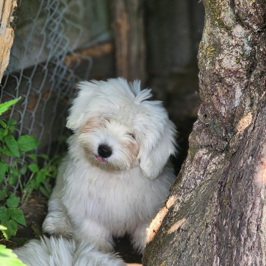 B (réserver Mr Aurélien dans le Var) Femelle Coton de tulear