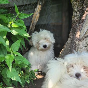 chiot Coton de tulear Élevage du Royaume des P'tits Loups