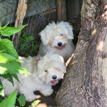 chiot Coton de tulear Élevage du Royaume des P'tits Loups