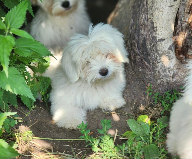 B Femelle Coton de tulear