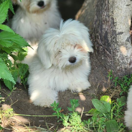 B (réserver Mme Chantal dans le Var) Femelle Coton de tulear