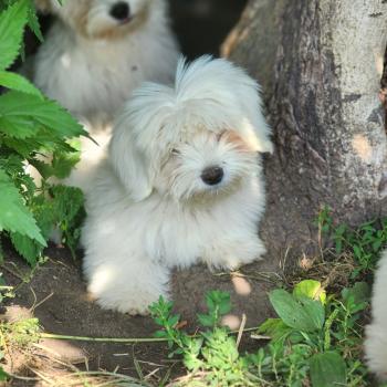 chiot Coton de tulear Élevage du Royaume des P'tits Loups