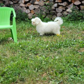 chiot Coton de tulear B Élevage du Royaume des P'tits Loups