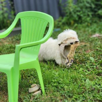 chiot Coton de tulear B Élevage du Royaume des P'tits Loups