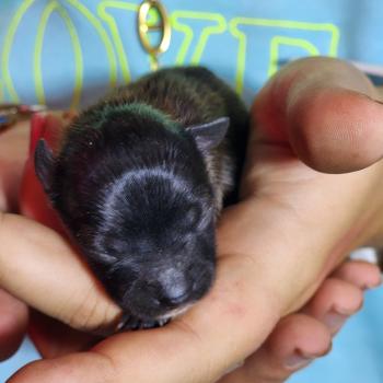 chiot Spitz allemand Élevage du Royaume des P'tits Loups