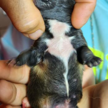 chiot Spitz allemand Élevage du Royaume des P'tits Loups