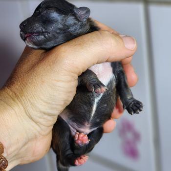 chiot Spitz allemand Élevage du Royaume des P'tits Loups