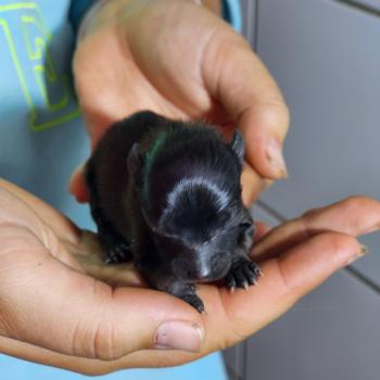 chiot Spitz allemand Élevage du Royaume des P'tits Loups